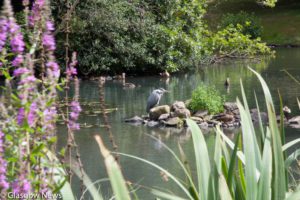 Kelvin Art and Gallery Photographs 5 MG 4682