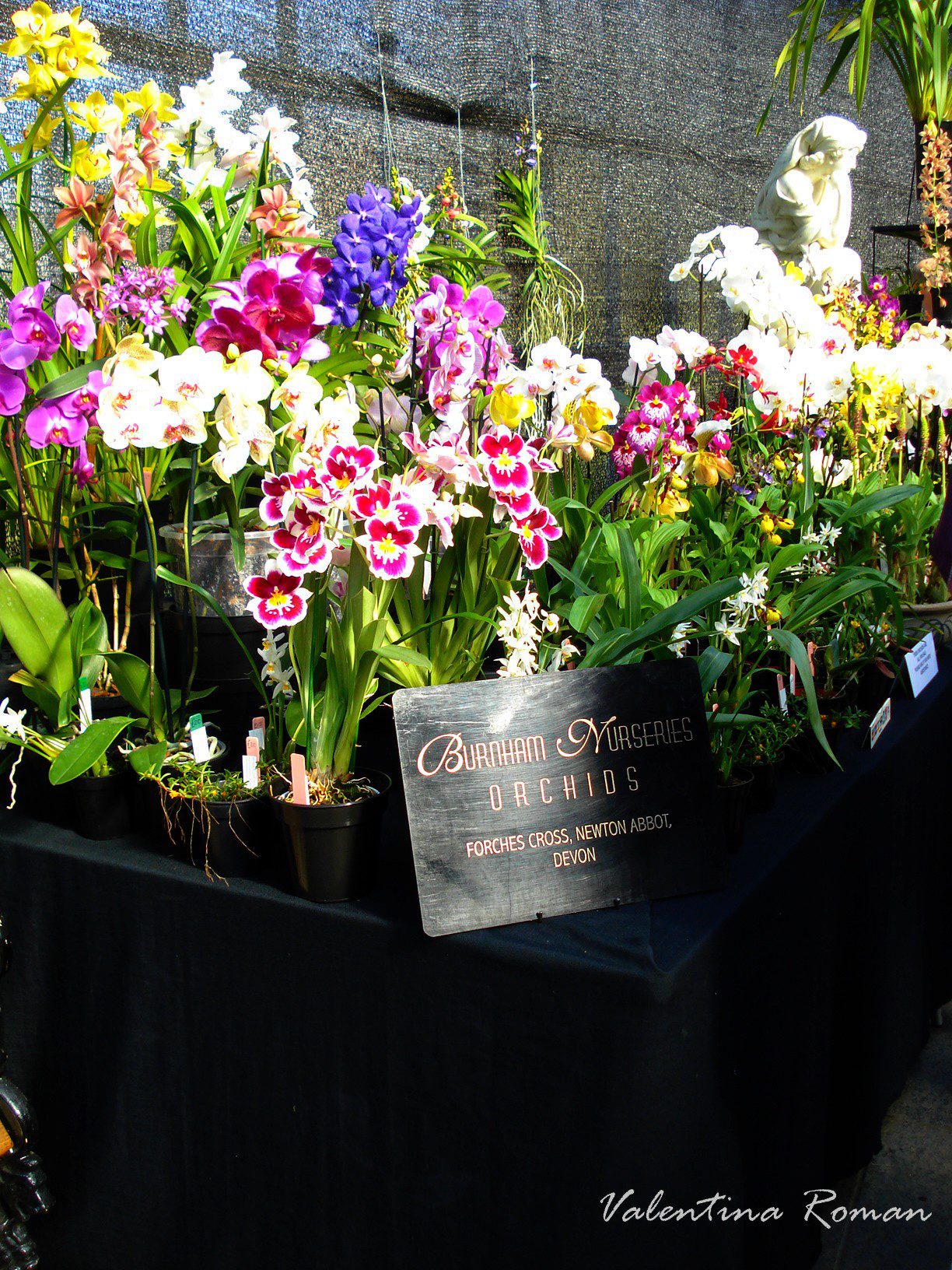 orchid fair in glasgow2