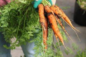 funds glasgow childrens food programme