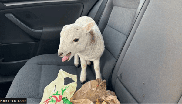 LambPoliceScotland