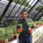 Seeds from a tree which survived the atomic bomb in Hiroshima are being grown in Glasgow