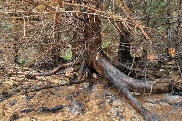 Highland forest's wildfire devastation laid bare in stark images a year on