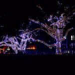 Trees wrapped in Christmas lights in a park at night
