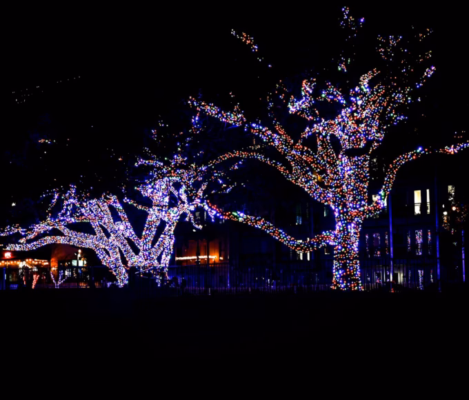 Trees wrapped in Christmas lights in a park at night