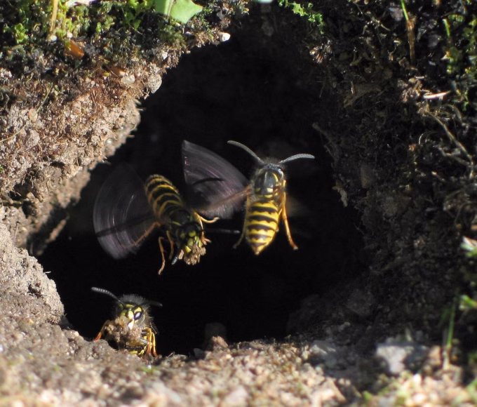 Common wasps flying in and out of an underground nest