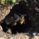 Common wasps flying in and out of an underground nest