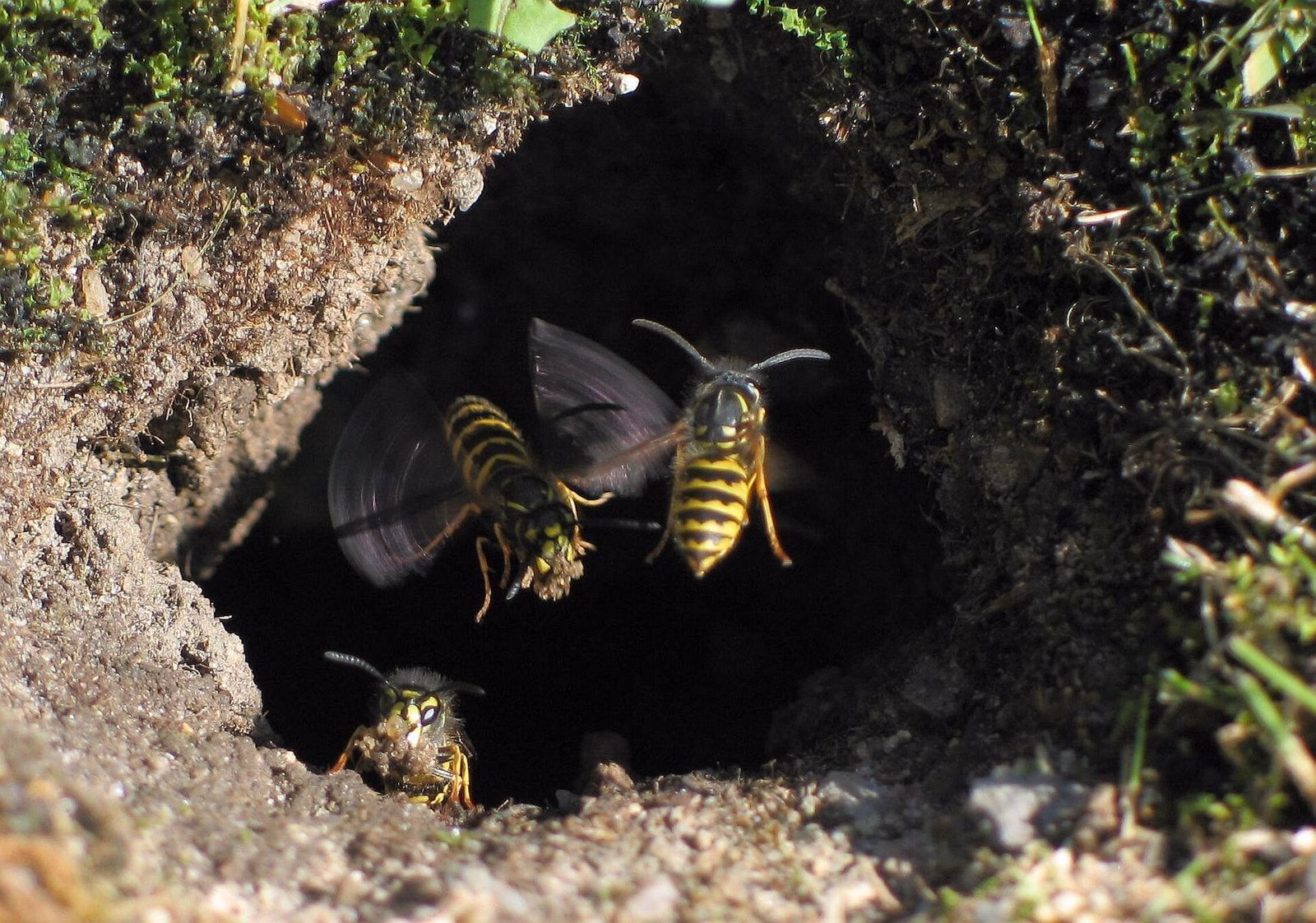 Common wasps flying in and out of an underground nest